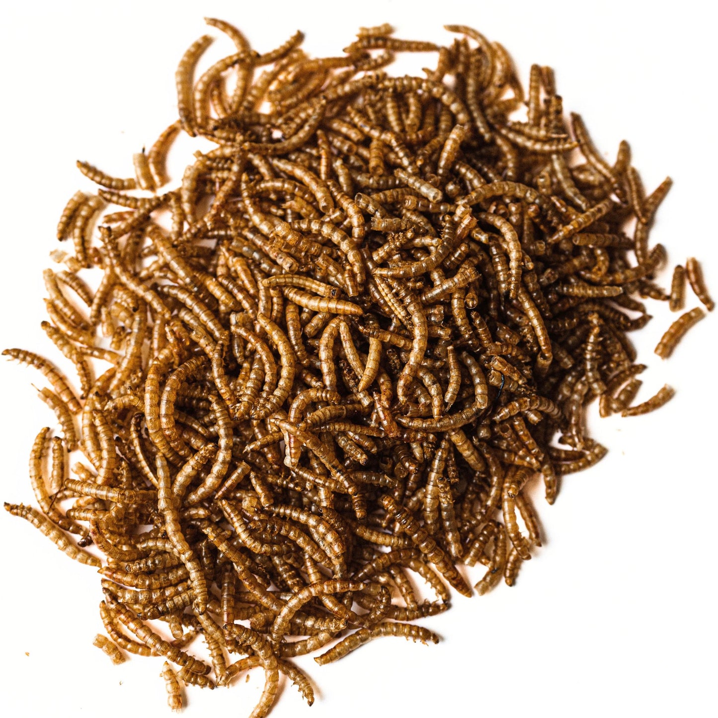 Dried Mealworms - Animal Feed